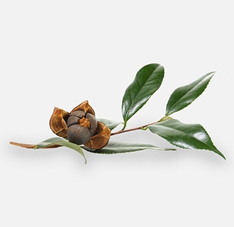 茶籽油為什么要精煉？精煉設(shè)備廠家