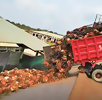 棕櫚油壓榨工藝